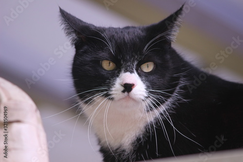 凛々しい猫