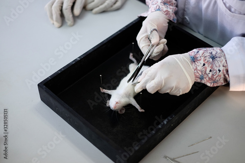 Malaysia - March 2, 2020: Surgeon perform vascular anastomosis on the rat lab. Students  tdo a practical session at university in Malaysia in laboratory rat.  photo