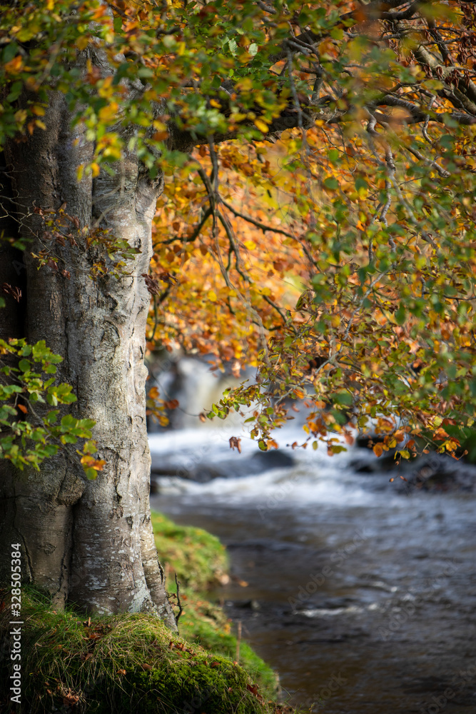 Fototapeta premium Wild Ireland