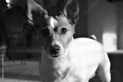 Portrait of Jack Russel in Black and White