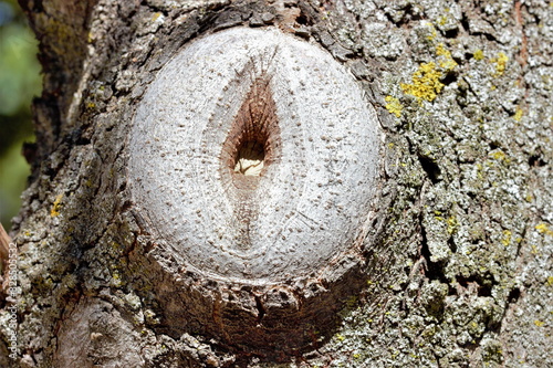 metaphor of sex, pussy, symmetrical photograph of vulva of wood of tree, vagina of wood, vagina in branch of tree, clítoris, branch of cut tree imitating to a vulva,  vagina vegetable, orgasm, sexy,  photo