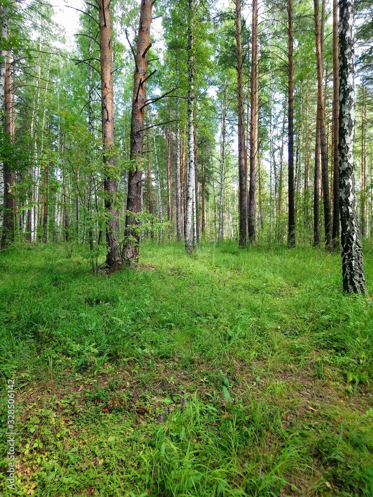 Obraz premium trees in the forest