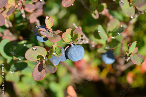 Rauschbeere im Herbst photo