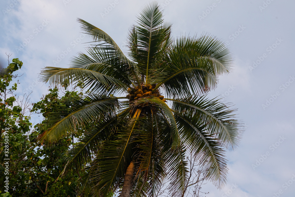 Palm trees with coconuts in Maafushi island, Maldives.