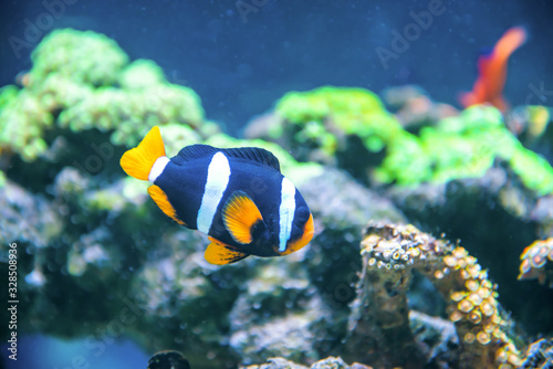 Tropical fish near coral reef as nature underwater sea life background