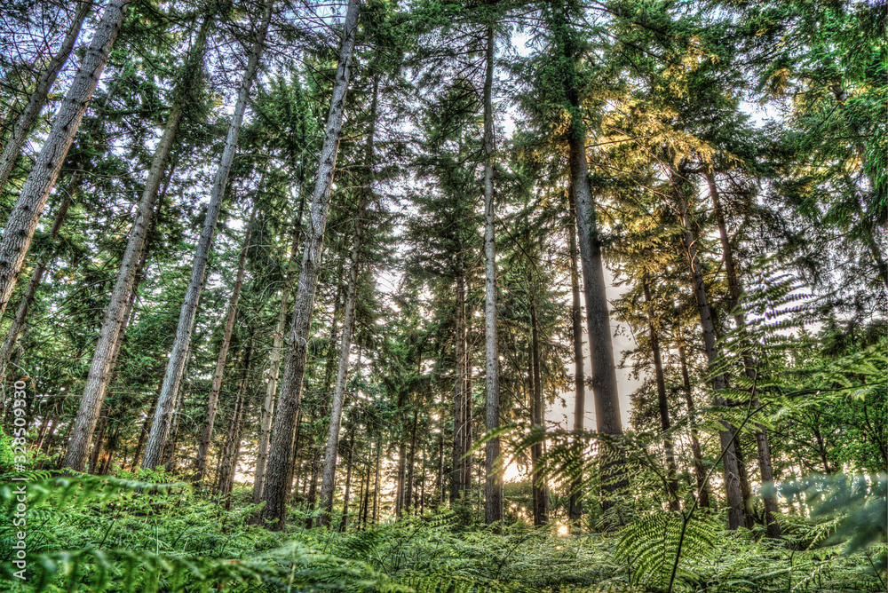 Fototapeta premium forest dieback due to climate change