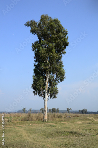 Single Tree in Ground of Kaloor Hamirpur Himachal Pradesh India photo