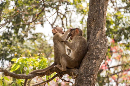 two monkey with love