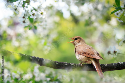 portrait songbird a Nightingale sits on a branch in the may garden and sings loudly surrounded by white cherry blossoms