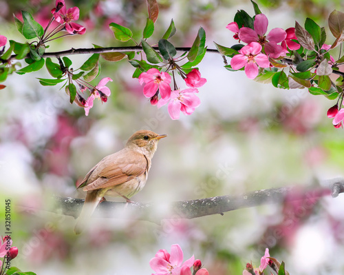Obraz na płótnie portrait songbird a Nightingale sits on a branch in a may garden surrounded by p