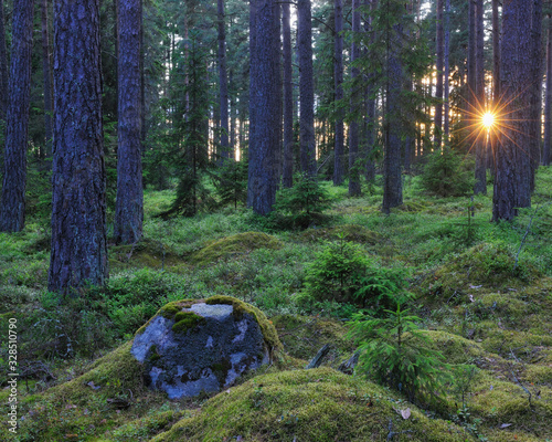 Fototapeta Naklejka Na Ścianę i Meble -  Sunlight through forest Värmland, Sweden, Europe