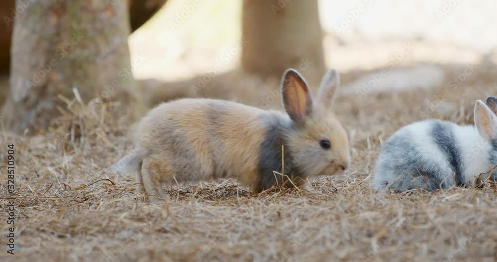 Colorful two rabbits eating dry grass in the farm, slow motion.