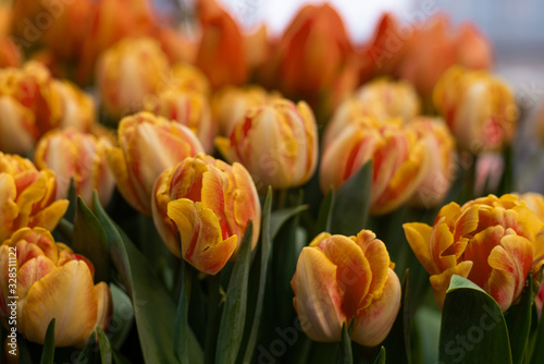 Spring background with orange tulips