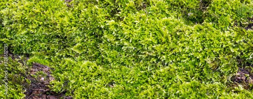 Moss on a tree for backgrounds