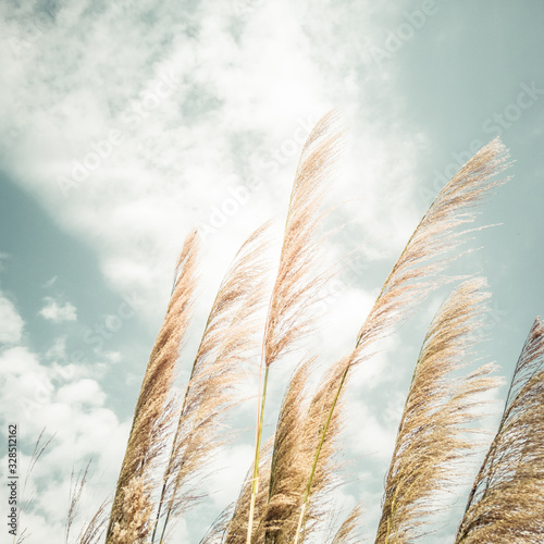 reed on sky background
