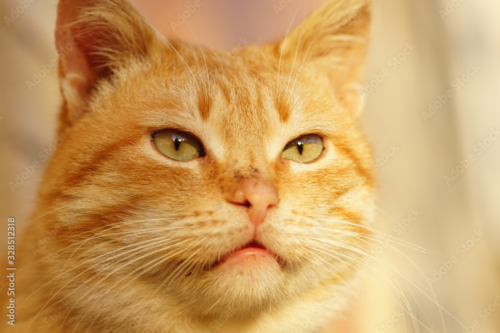 Cute ginger cat face closeup. Cheshire Cat