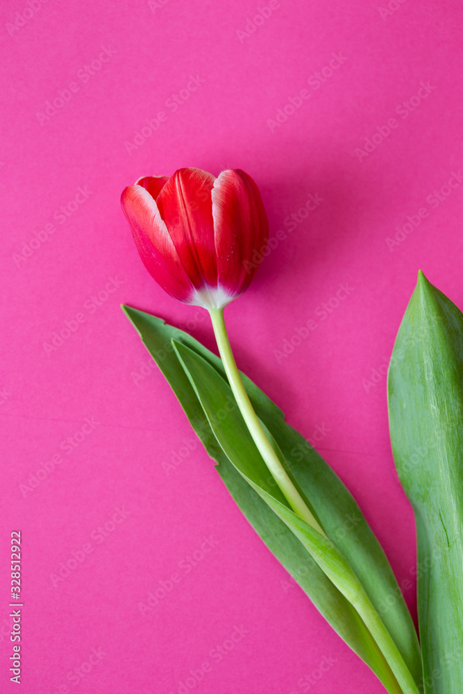 Naklejka premium One beautiful pink tulip flower on pink background with copy space. Top view for greeting cards for Birthday, Mothers day, Women’s day and Valentines day concept. 