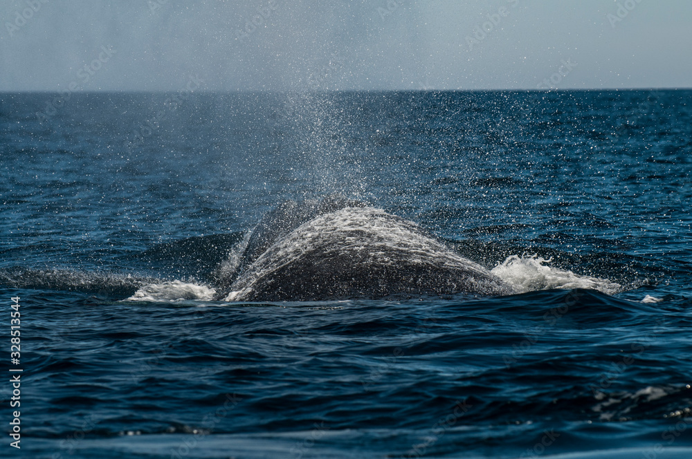 Naklejka premium Southern Right Whale, Patagonia, Argentina