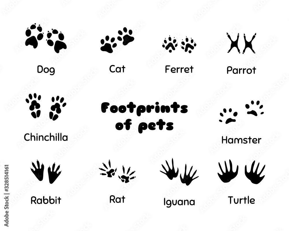 Footprints of animals.