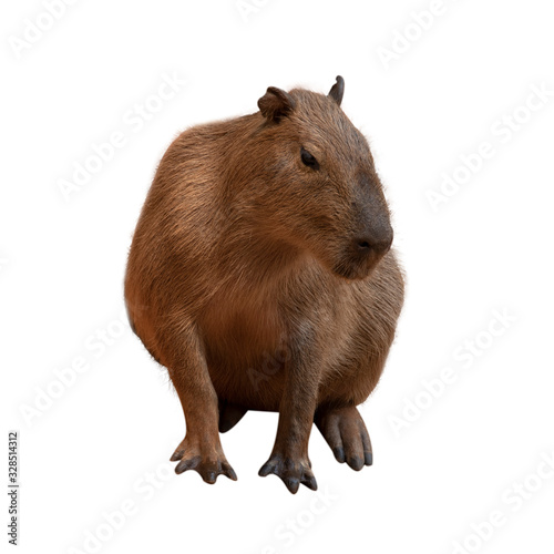 Capipara is the largest rat in the world, native to South America. On a white background.