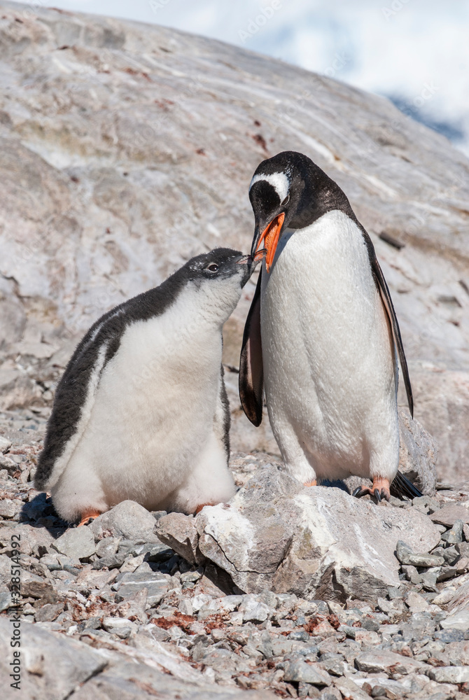 Naklejka premium Gentoo Penguin, Neko harbour,Antartica