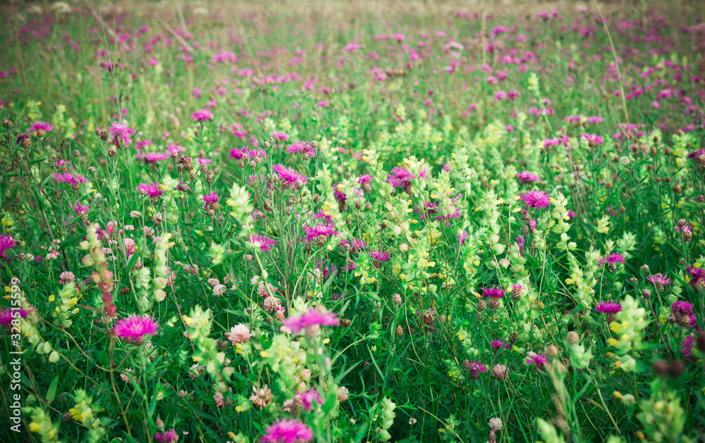Summer floral landscape. Field with colorful yellow and purple wildflowers in summer. Toned image in retro style. Vintage floral background.