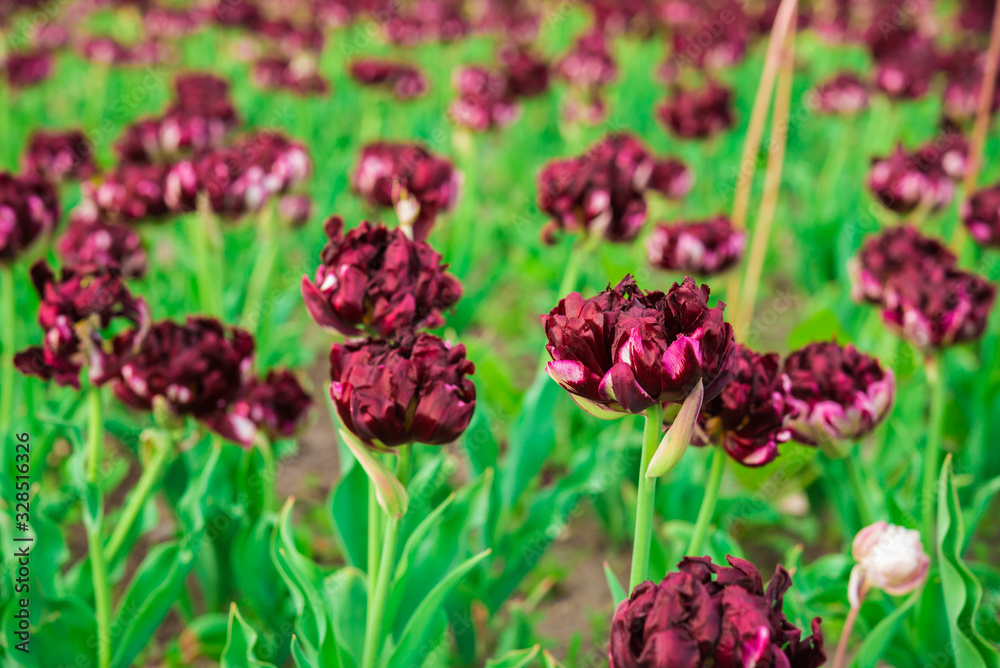 Spring maroon color flowers. Dark red tulips with curly petals. Spring maroon color flowers. Dark red tulips with curly petals.