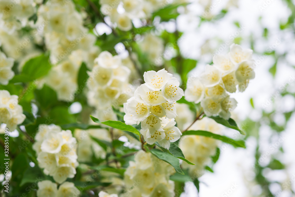 Jasmine flower. White spring flowers. Jasmine Bush in the garden Jasmine flower. White spring flowers. Jasmine Bush in the garden
