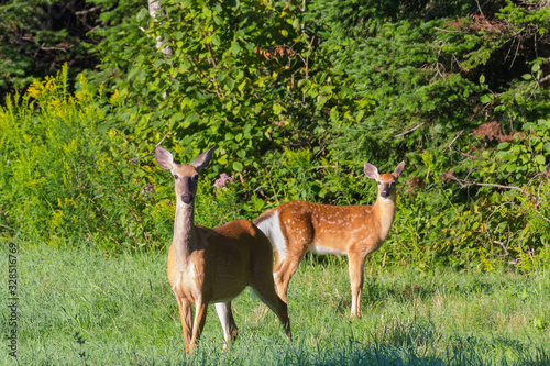 Fototapeta Naklejka Na Ścianę i Meble -  Mother whitetail deer and her spotted fawn in a meadow on a sunny summer morning in Benton, New Brunswick, Canada.