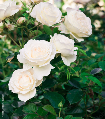 Garden flowers. Light Pink Roses. White Roses. White-Pink Roses.