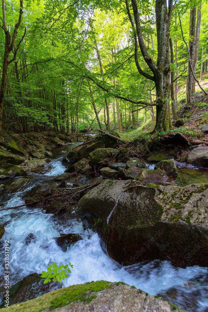 water stream in the beech forest water stream in the beech forest