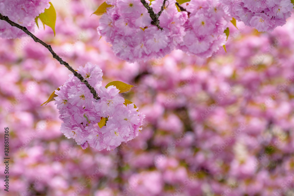 Naklejka premium blossoming cherry tree background