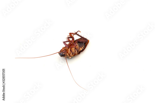 Dead cockroach isolated on white background © Somprasong