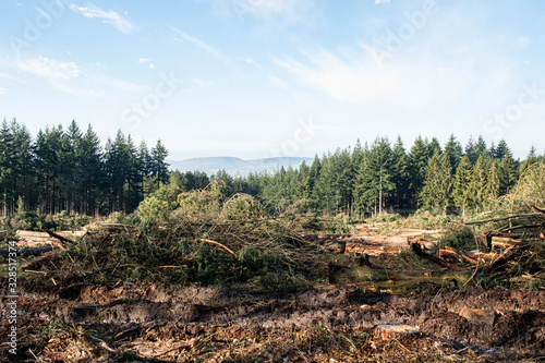 Forestry Clear Felled Timber at Rogate photo