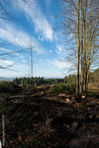 Forestry Clear Felled Timber at Rogate photo