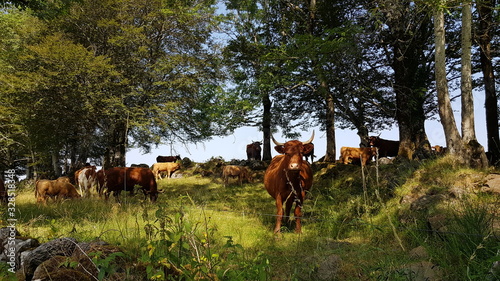 Vache Salers lors d'une randonnée à Salers