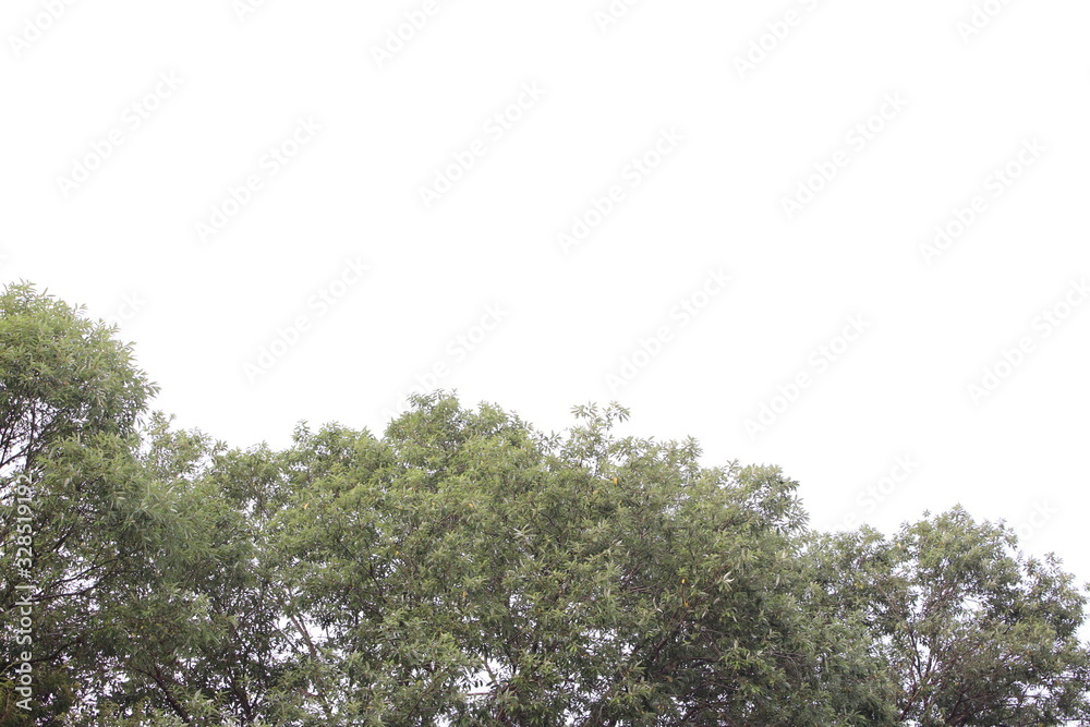 Fototapeta premium Natural green leaves background image