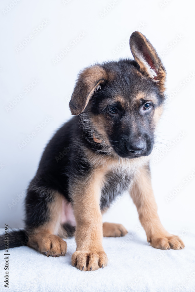 small cute german shephard puppy sitting on white background and looking straight into the camera small cute german shephard puppy sitting on white background and looking straight into the camera