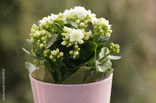 Fototapeta Naklejka Na Ścianę i Meble -  Kalanchoe Crassulaceae Blume mit weißen Blüten im Topf