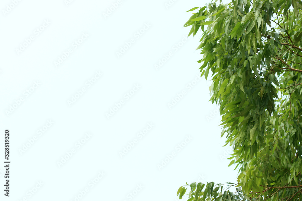 Natural green leaves and white background Natural green leaves and white background