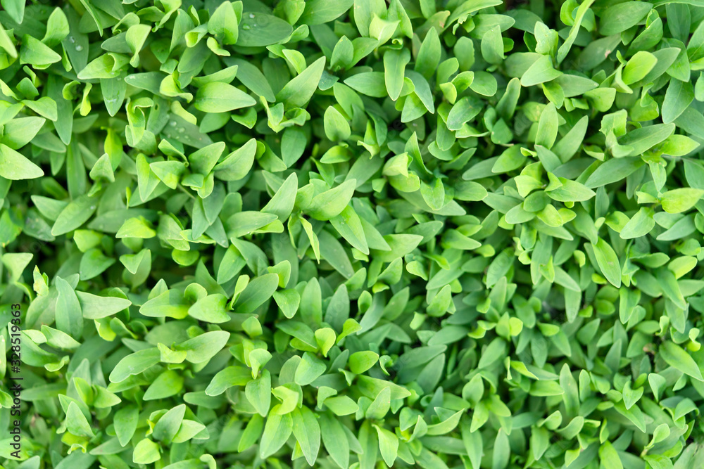 Partially blurred small green grass close-up.