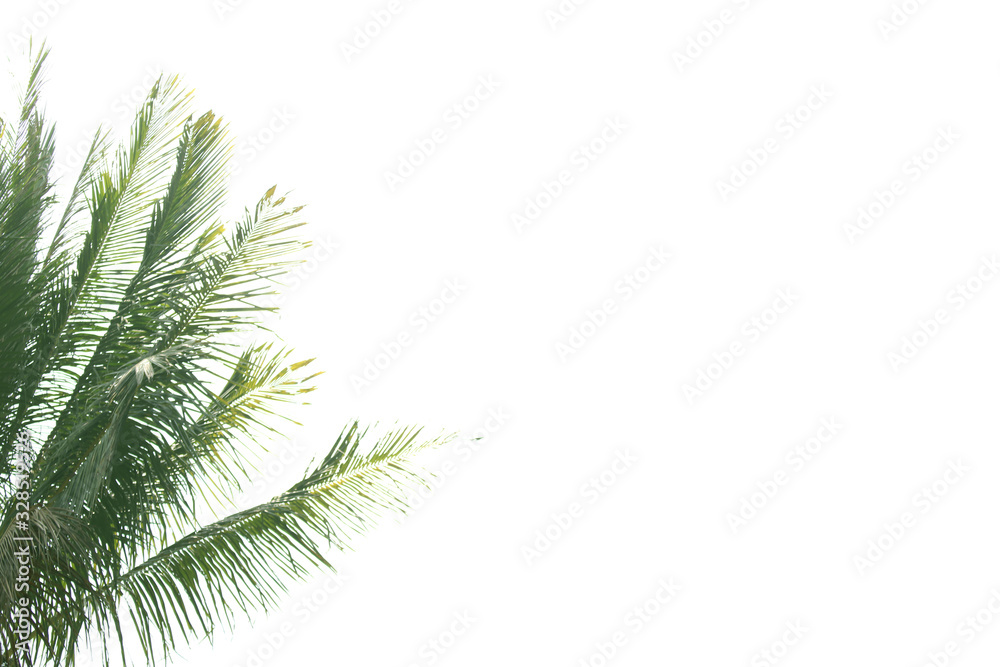 Natural green leaves background image Natural green leaves background image