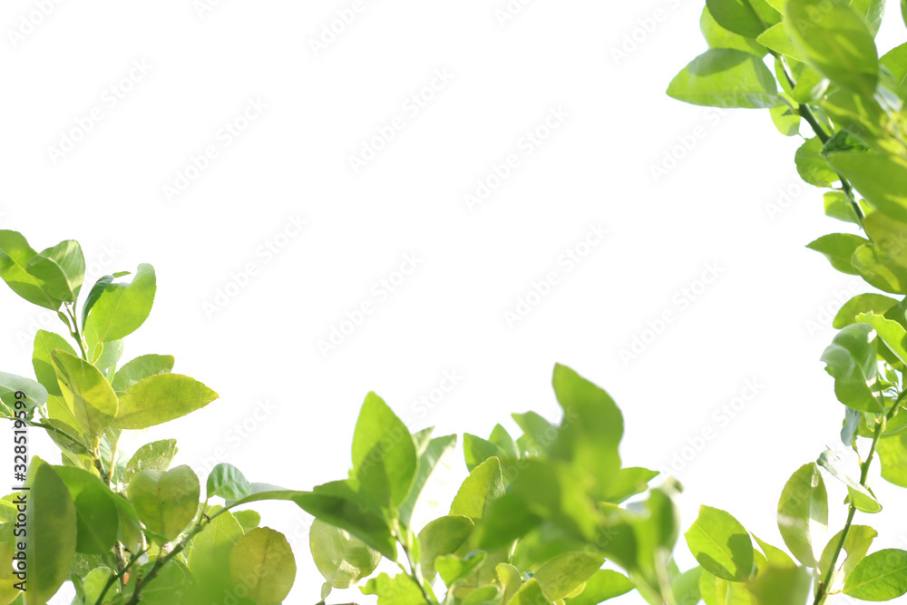 Fototapeta premium Natural White Background Leaf Picture