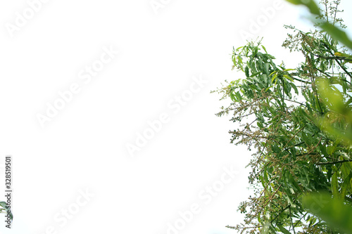 Natural green leaves background image
