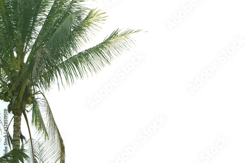 Natural White Background Leaf Picture
