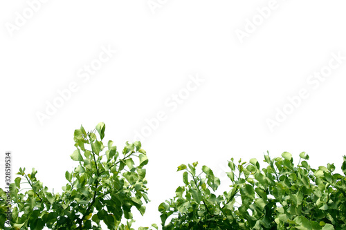 Fototapeta Naklejka Na Ścianę i Meble -  Natural White Background Leaf Picture