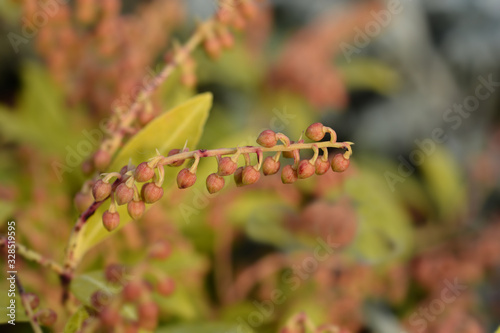 Japanese pieris Sarabande photo