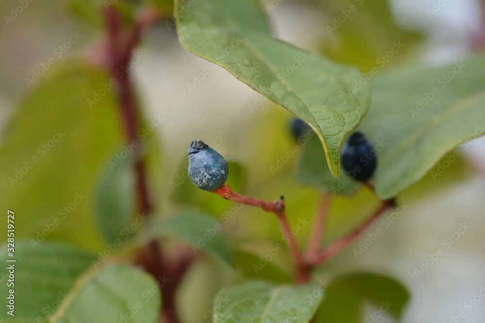 Laurustinus Laurustinus