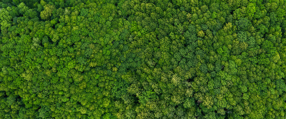 Fotobehang Groen top view on the forest panoramic  © Alex