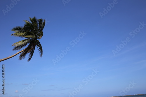 palm trees against blue sky